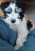 Zwergschnauzer amerik. m. Pap